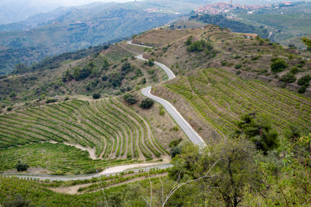 Les vinyes del Priorat es caracteritzen per les llicorelles